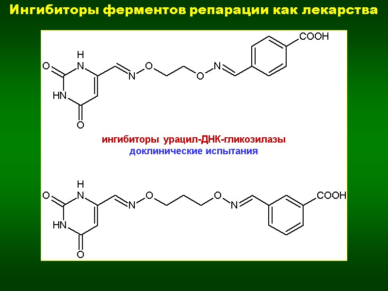 ингибиторы урацил-ДНК-гликозилазы доклинические испытания Ингибиторы ферментов репарации как лекарства